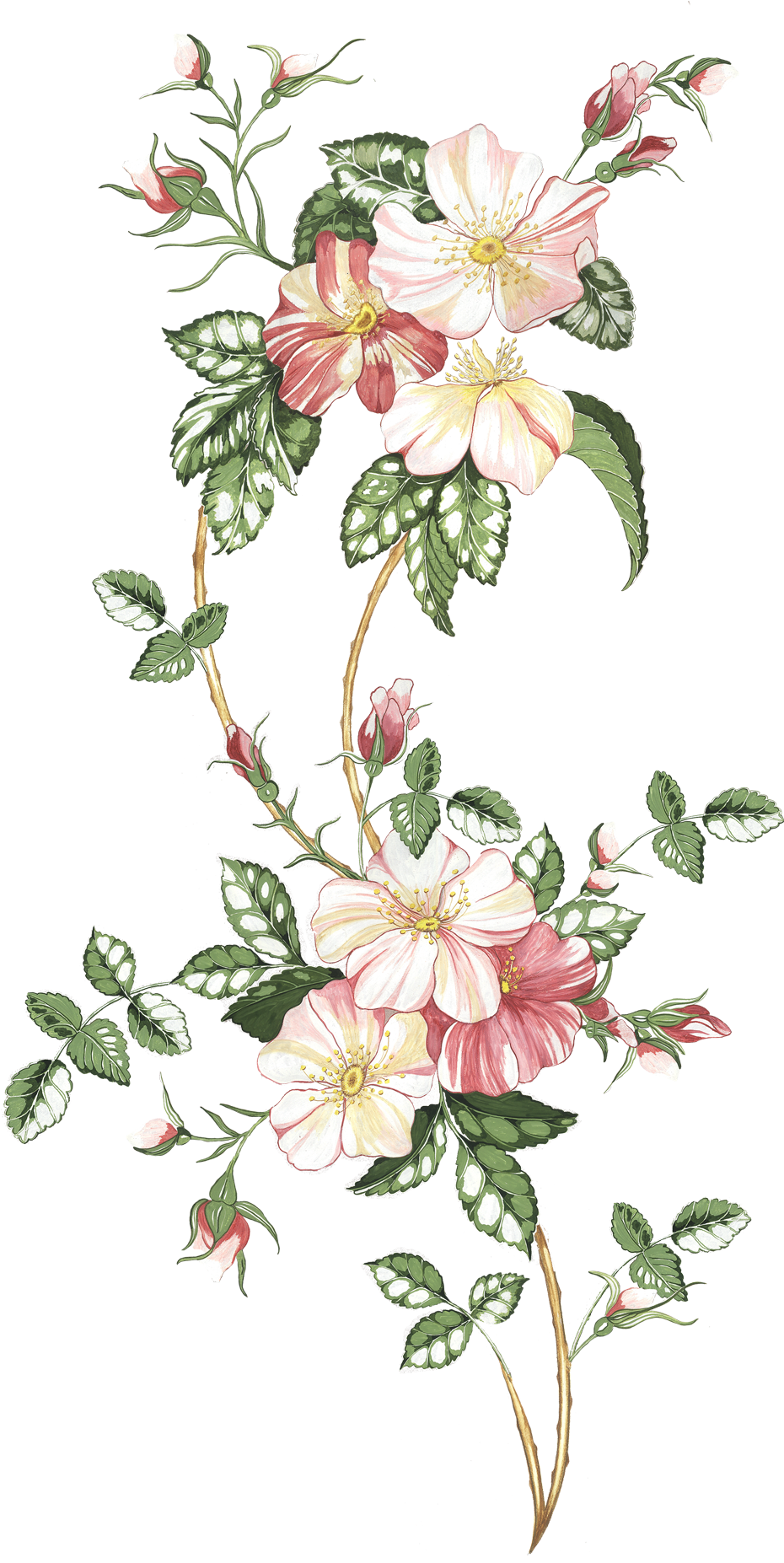 Pin By Sandy Talancha De Portillo On Printables✂ - Vintage Flor Aquarela Png (956x1854), Png Download