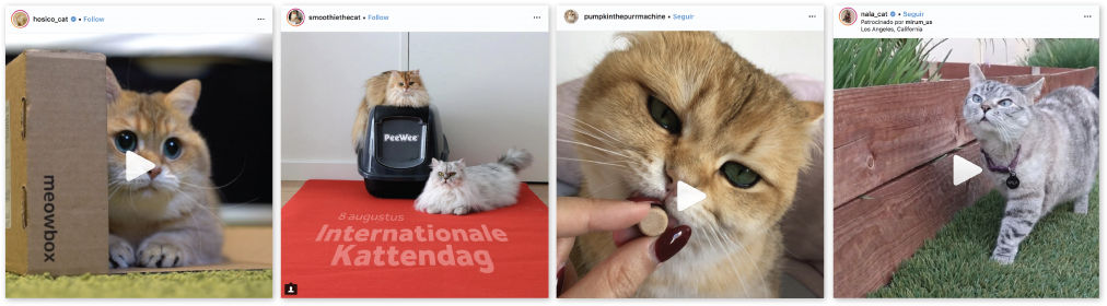 Catfluencers Sponsored Posts Cat Stuff - Cat (1024x301), Png Download