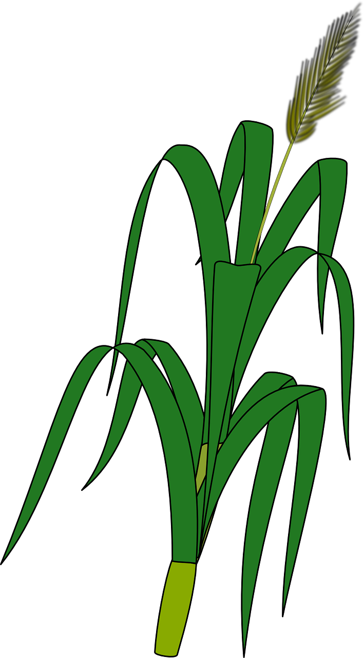 Corn - Wheat Plant For Drawing (330x597), Png Download