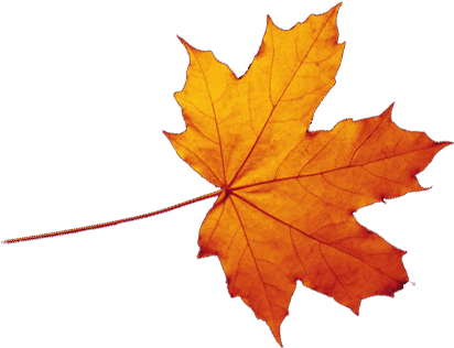 Transparent Autumn Leaves Falling Png - Autumn Leaf Transparent Background (415x323), Png Download