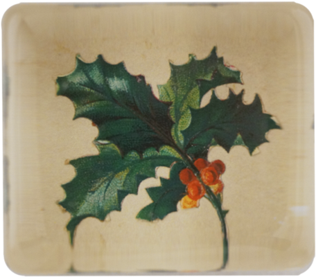 Holly Holly - American Holly (500x500), Png Download