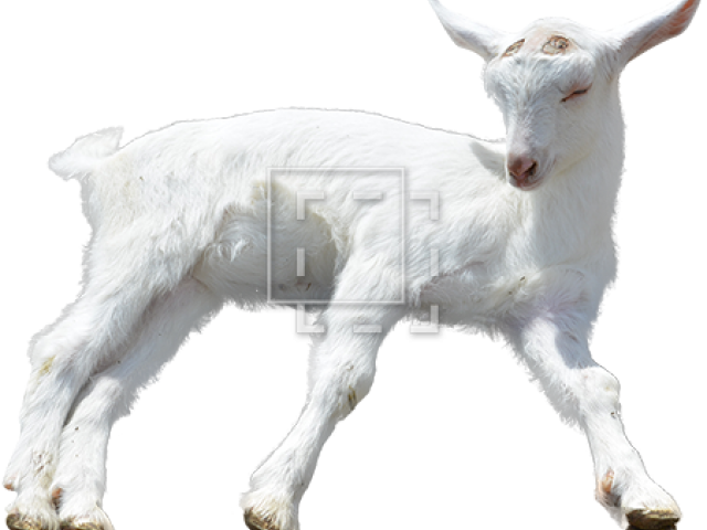 Goat Png Transparent Images - Goat (640x480), Png Download
