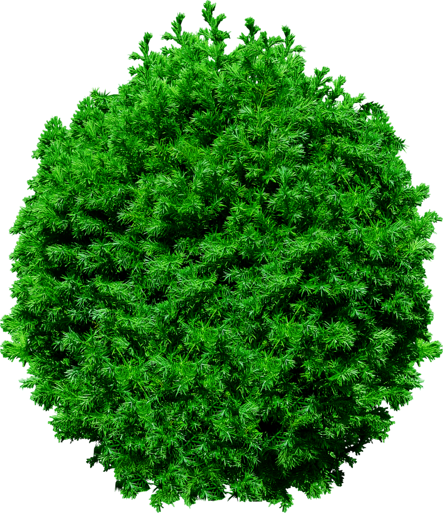 Free Icons Png - Top View Tree Png Free Download (900x1042), Png Download
