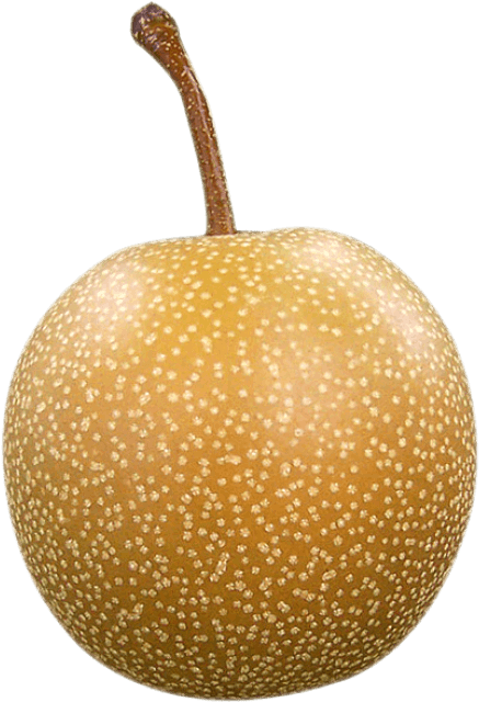Free Png Asian Pear Png Images Transparent - Asian Pear Png (480x674), Png Download