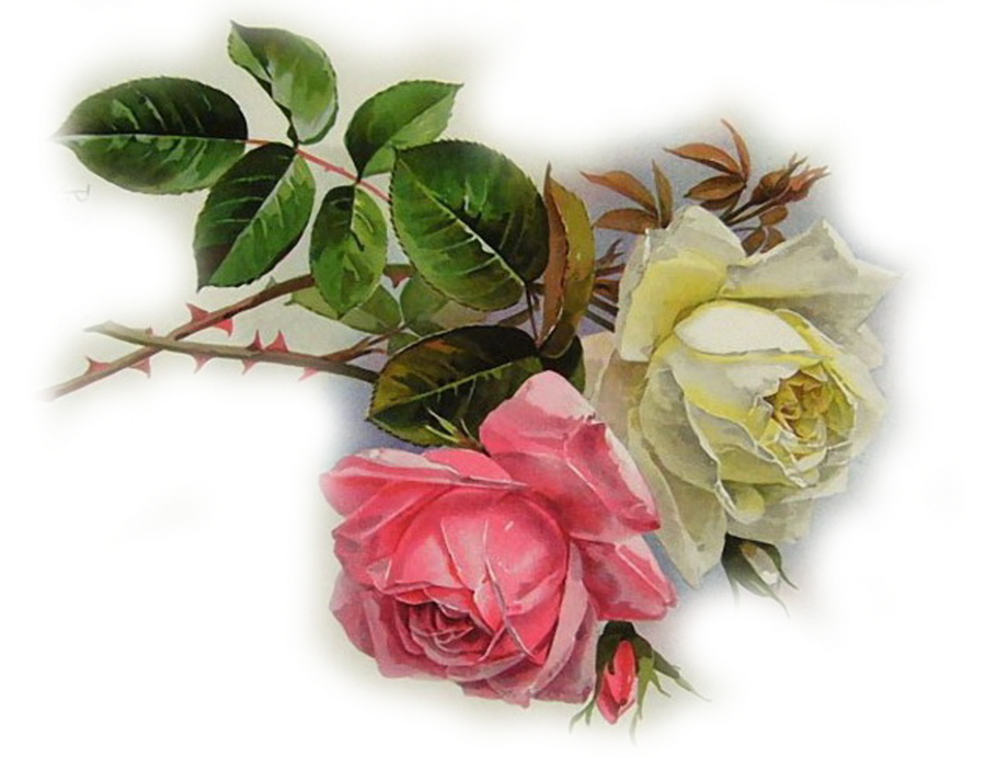 Fotki Clipart Garden Roses Flower - Fotki (900x692), Png Download