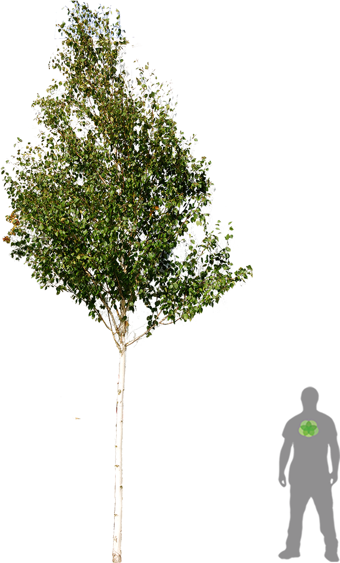 Himalajabirke Boom Berk Himalayaberk - Betula Png (900x1200), Png Download