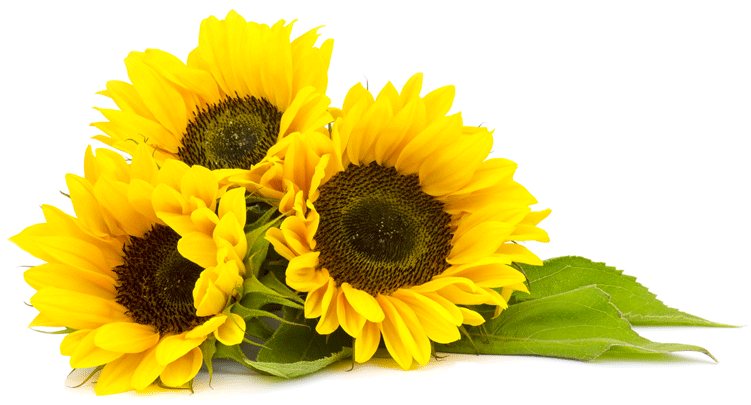 Sunflower Oil (800x800), Png Download