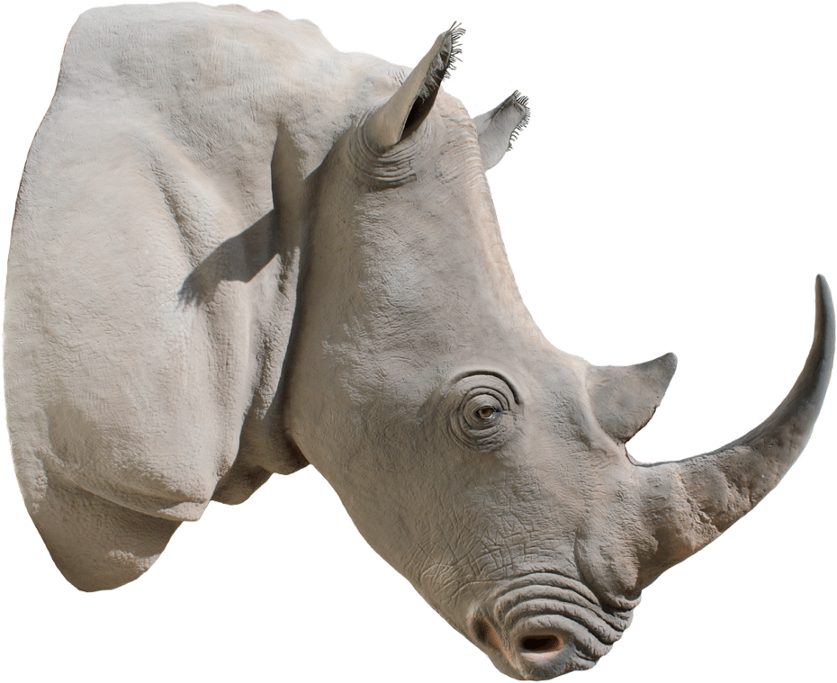 Picture Library Png Images Free Download Rhinoceros - Rhino Horn Png (1292x862), Png Download