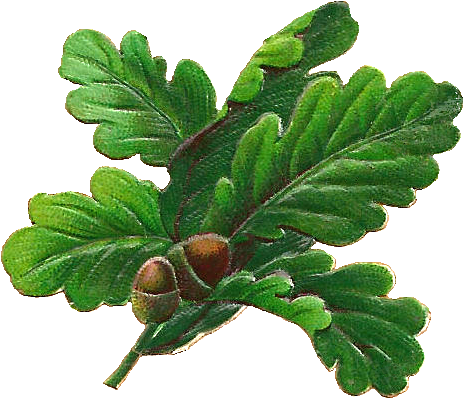 Oak Leaf - Oak Tree Leaf Png (643x578), Png Download