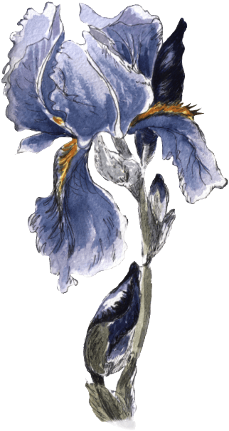 Get Yours Today - Watercolor Painting (322x606), Png Download