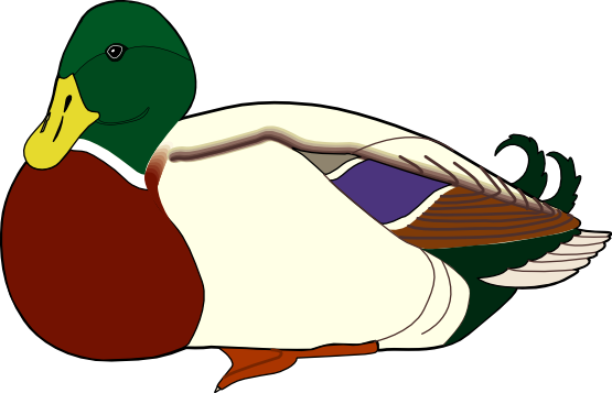 Clip Arts Related To - Farm Duck Clip Art (555x357), Png Download