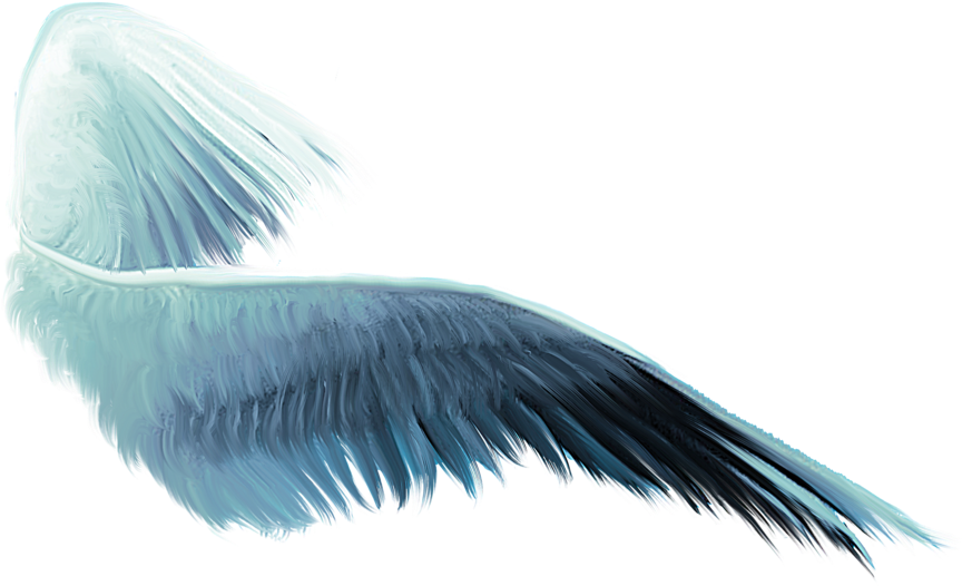 Wing Png Free - White Pelican (900x563), Png Download