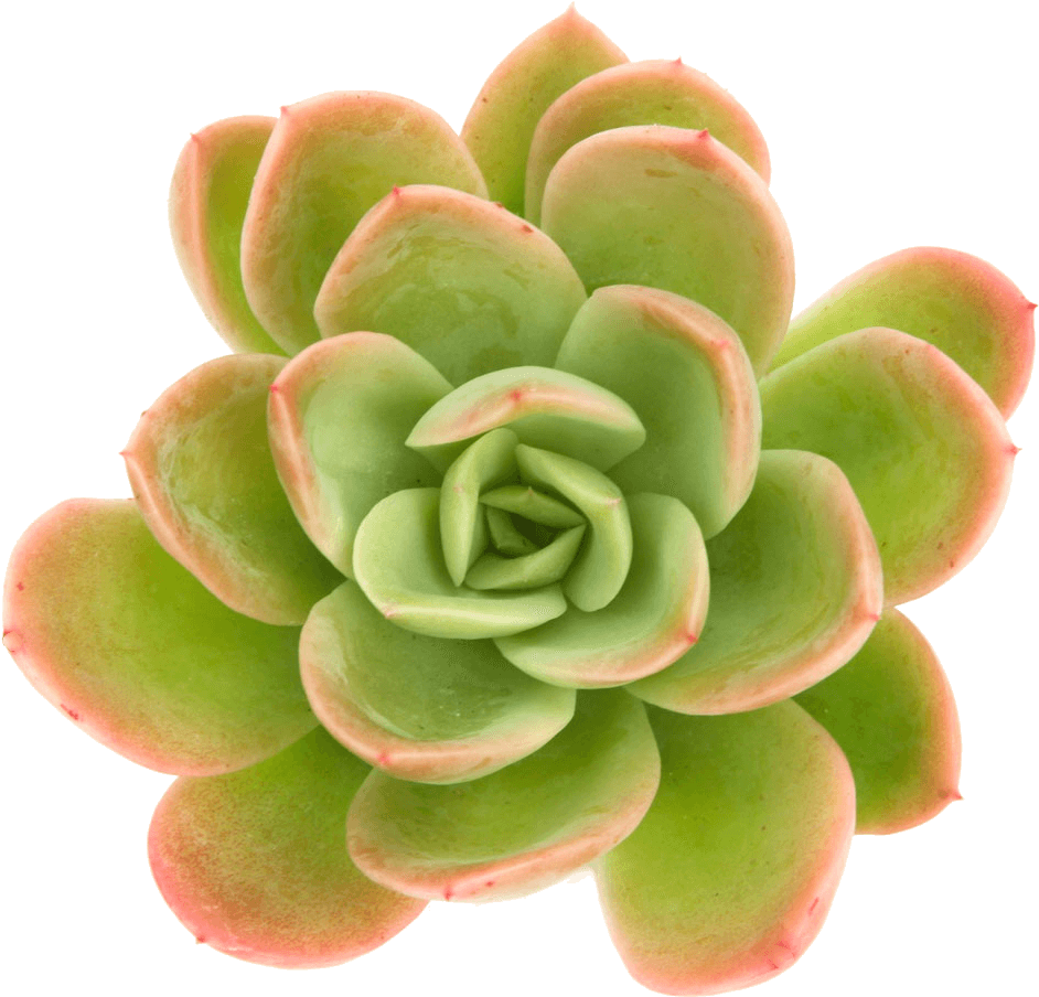 Echeveria 'yamatoren' Succulents - Stonecrop Png (1024x1024), Png Download