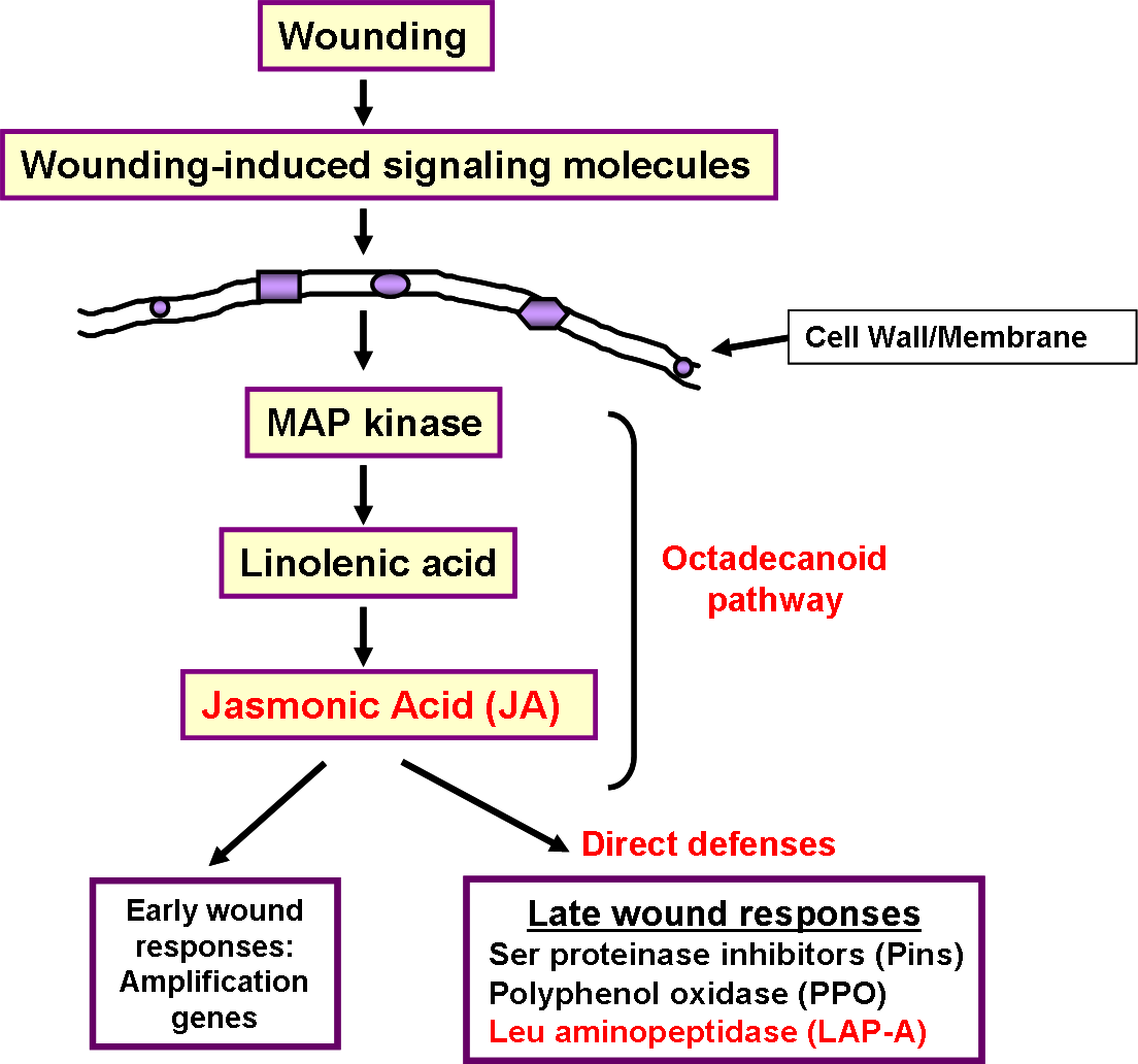 The Octadecanoid Pathway As Studied In Tomato - Aminopeptidase Function (1104x1032), Png Download