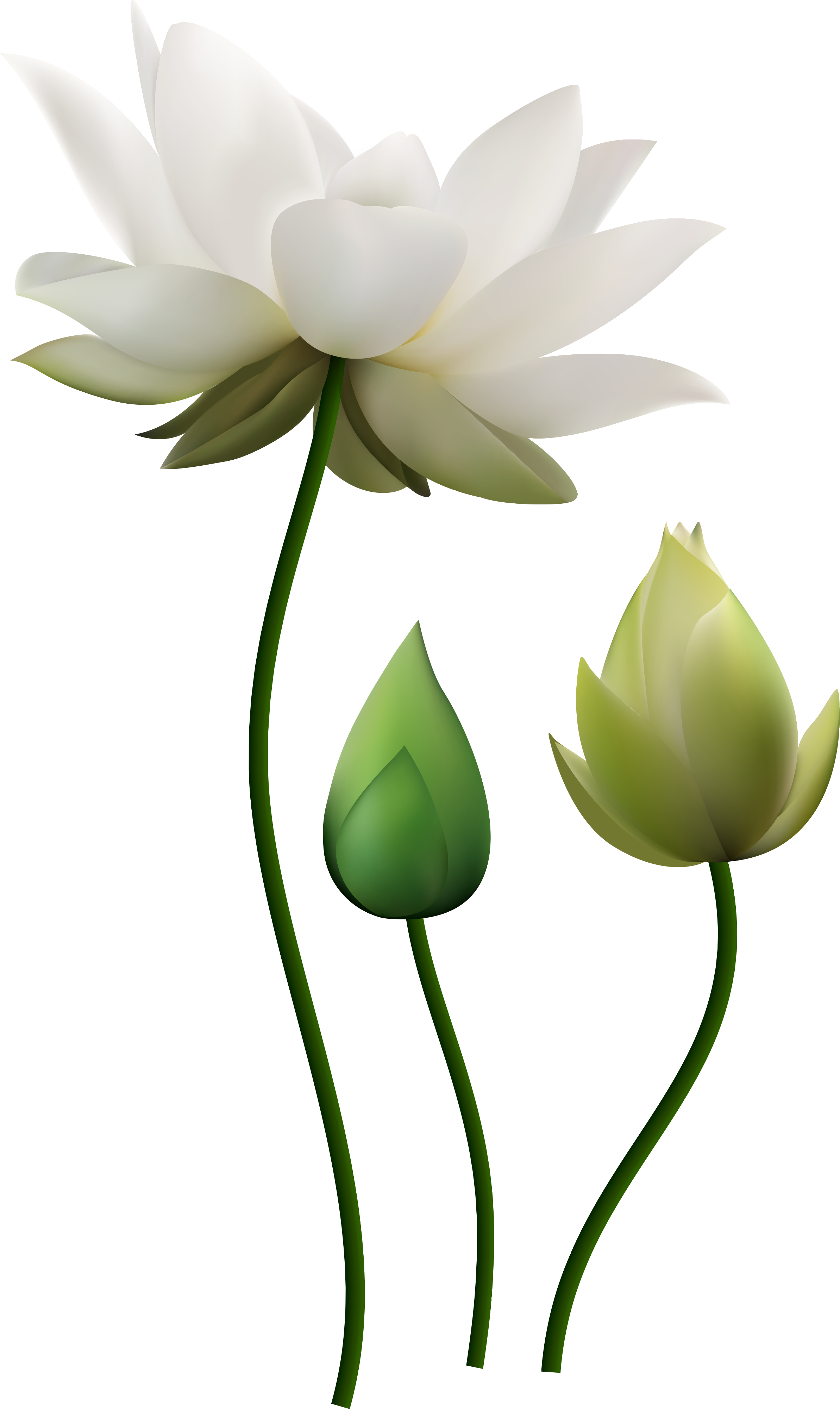 Water Lily (2386x4000), Png Download