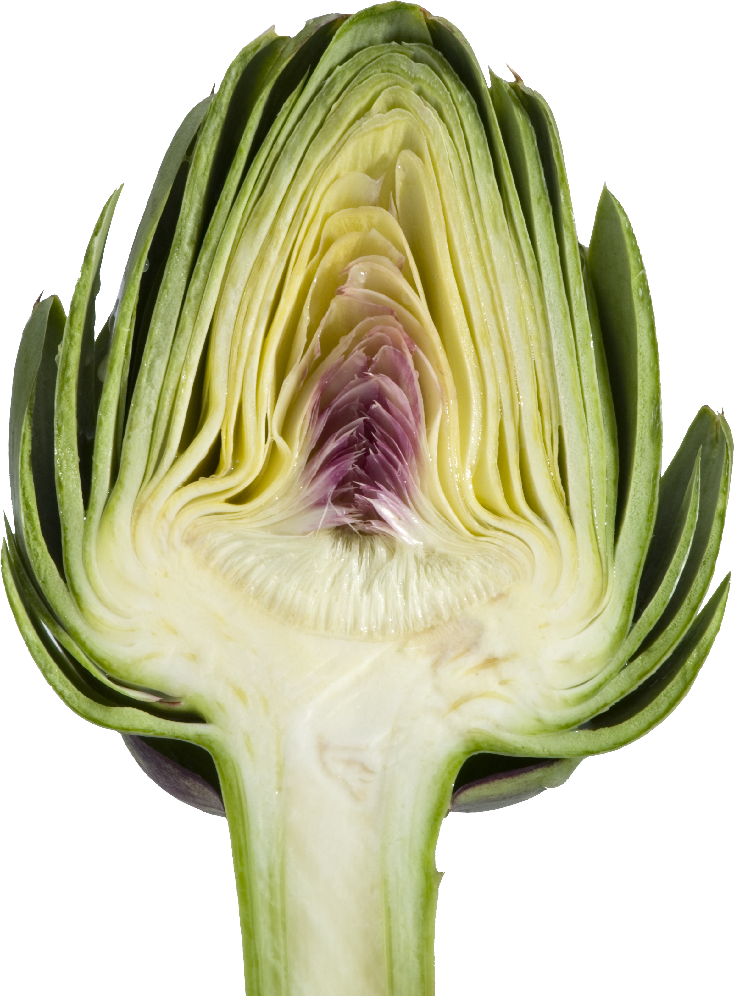 Become An Expert Of Artichoke Anatomy Which Consists - Artichoke Png (2539x3195), Png Download