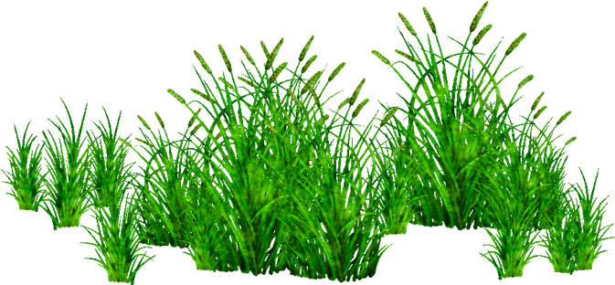 Picsart Grass Png - Plants Png (744x481), Png Download