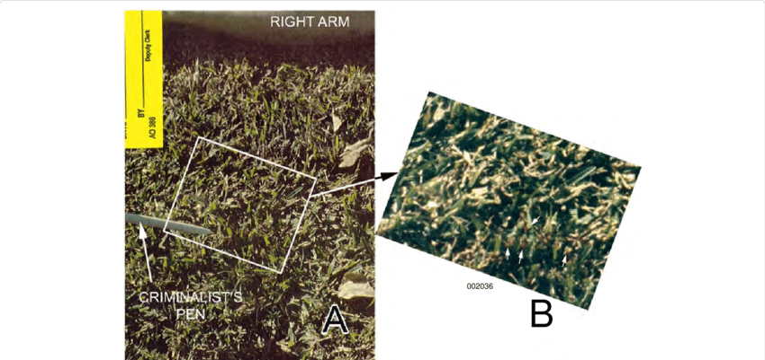 Scene Images Of The Area Of Grass Bloodstain G - Cash Crop (850x401), Png Download