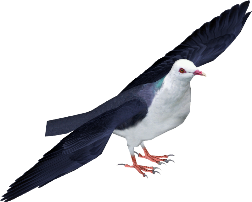 White-headed Pigeon - Pigeons And Doves (800x800), Png Download