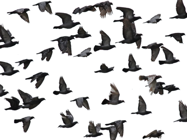 Bird (640x480), Png Download