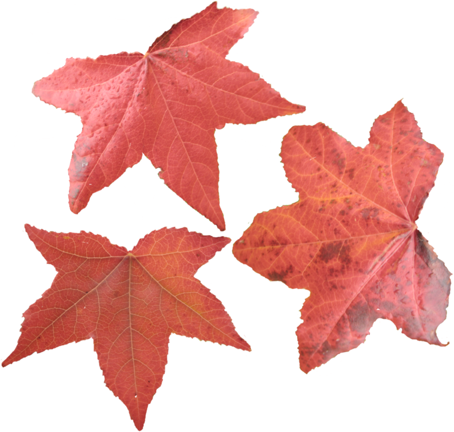 Maple Leaf Png Picture - Maple Leaves Png (894x894), Png Download