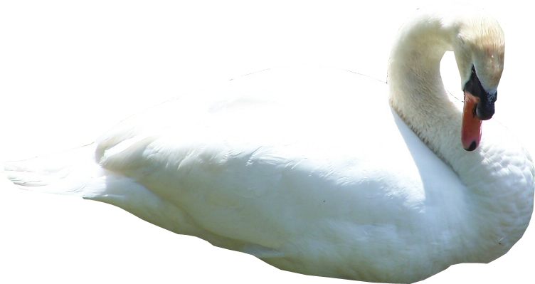 Swan Transparent Background - Transparent Swan (800x600), Png Download