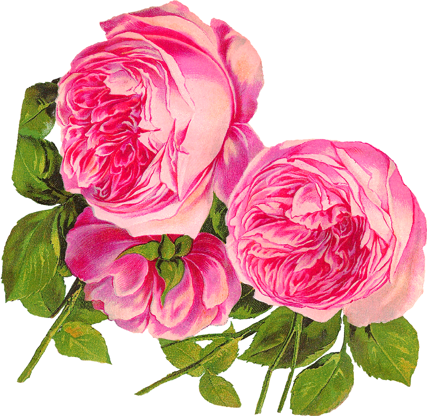 Svg Transpa Library Antique Images Digital Botanical - Flower Pink Roses Clip Art (1600x1516), Png Download