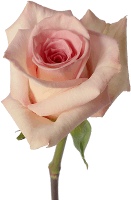 Pink-sophia - Sophia Rose Flower (380x430), Png Download