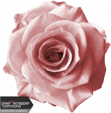 Rebel Rose Graphic By - Light Pink Rose Png (456x456), Png Download