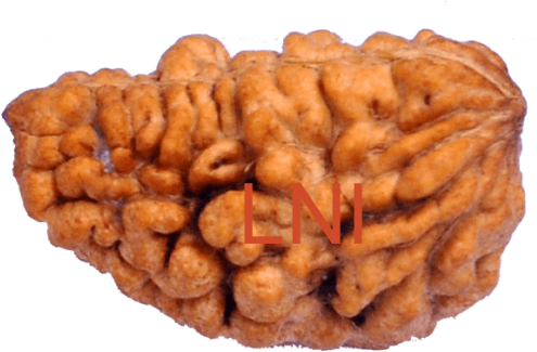 1 Mukhi Kaju Rudraksha Size - Laboratory (500x500), Png Download