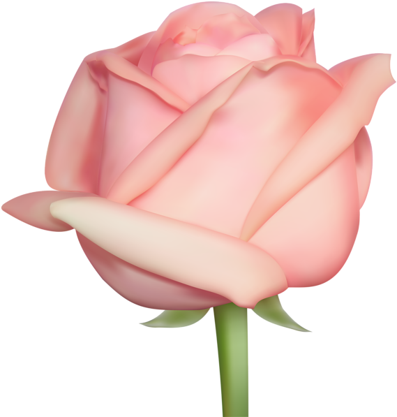 Rose Png - Portable Network Graphics (584x600), Png Download