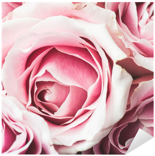 Pink Rose Flower With Shallow Depth Of Field And Focus - Depth Of Field (400x400), Png Download
