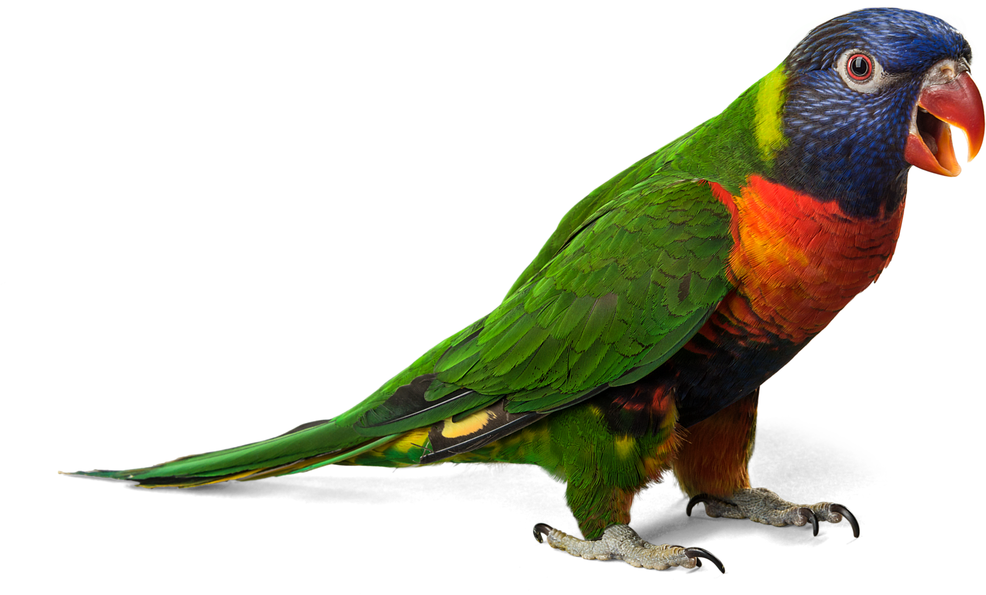 Green Parrot Png Download Image - Parrot Clipart (1920x1176), Png Download
