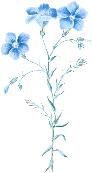 Transparent Material For Elegant And Refined Hand Painted - Flower Vintage Blue Png (650x812), Png Download