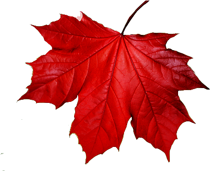 Blue Maple Leaf Png (500x333), Png Download