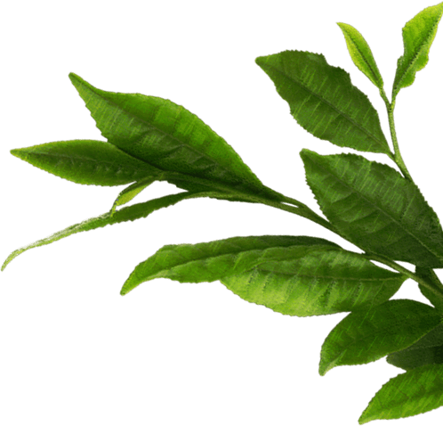 Teapot Green Tea Leaf Macha Bowl - Png Images Leaf (498x478), Png Download