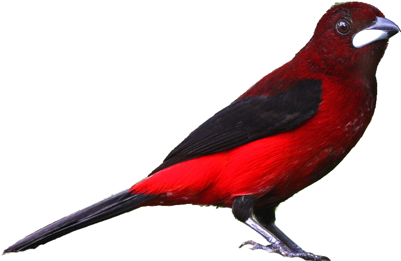 Realistic - Realistic Clipart (824x535), Png Download