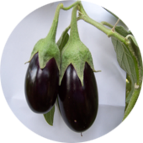 Hybrid Brinjal Seed - Eggplant (499x499), Png Download