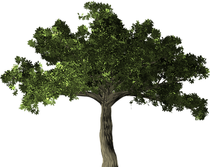 Ficus Tree Plant Ficus Microcarpa Banyan C Transparent Background Fig Tree Png Full Size Png Download Seekpng
