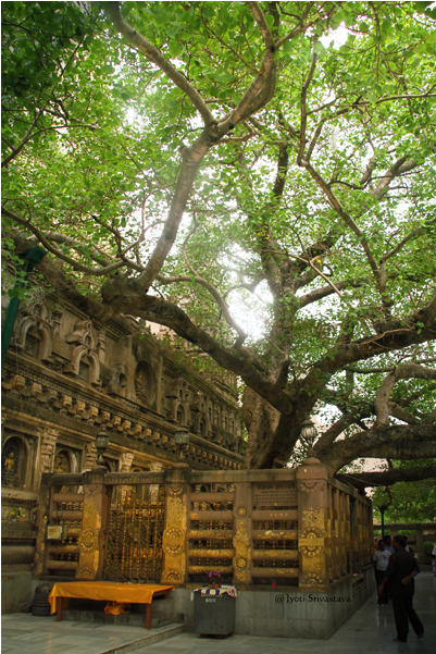 India/ Bihar / Mahabodhi Temple Complex Part Ii [the - Oak (650x650), Png Download