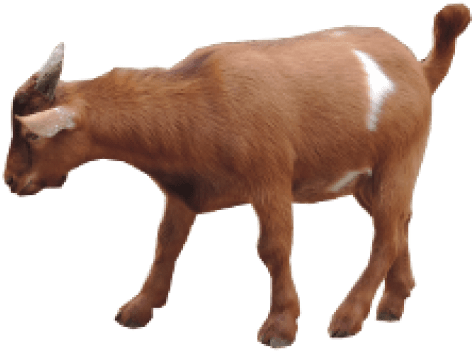 Free Png Goat Png Images Transparent - Brown Goat Png (850x638), Png Download