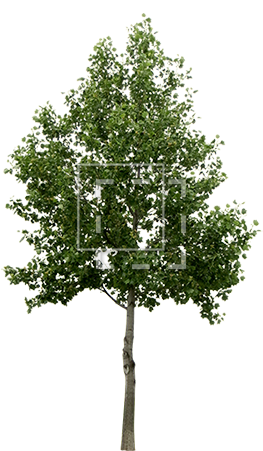 Ie Tree Cutout - Tree Cut Out Png (450x450), Png Download