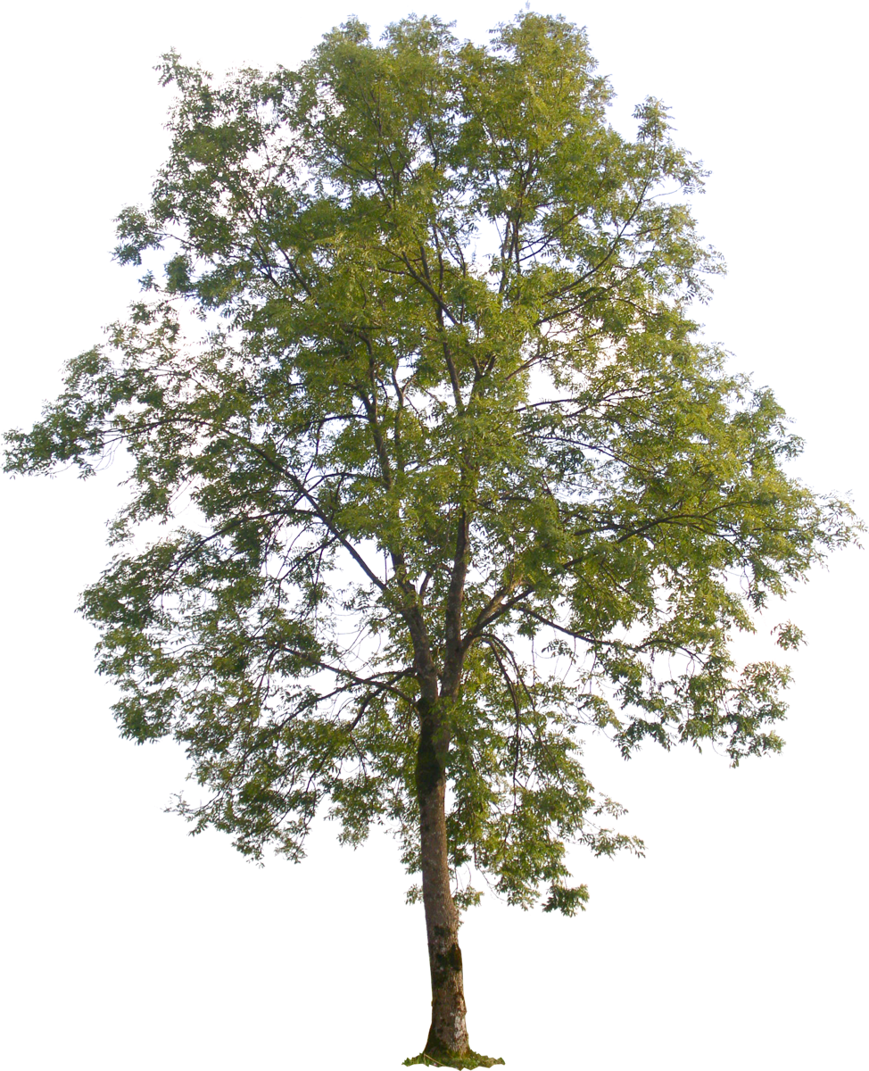 Share - - Poplar Photoshop (974x1200), Png Download