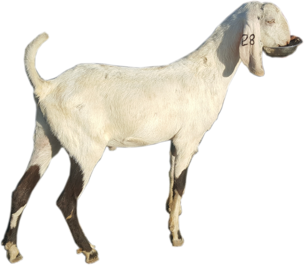 Our Goats - Goat (1000x871), Png Download