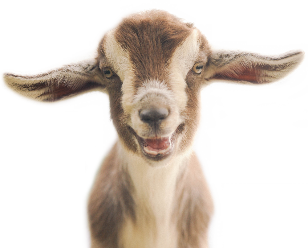 Goat - Happy Animals (1000x804), Png Download