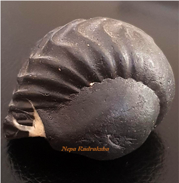 Rare Saligram Sila Rudraksha Collection - Price (600x375), Png Download