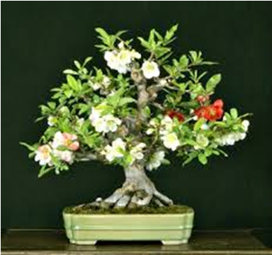 Malpighia Bonsai Tree Golden Juniperus Christmastree - Ligustrum Bonsai Flowering (640x480), Png Download