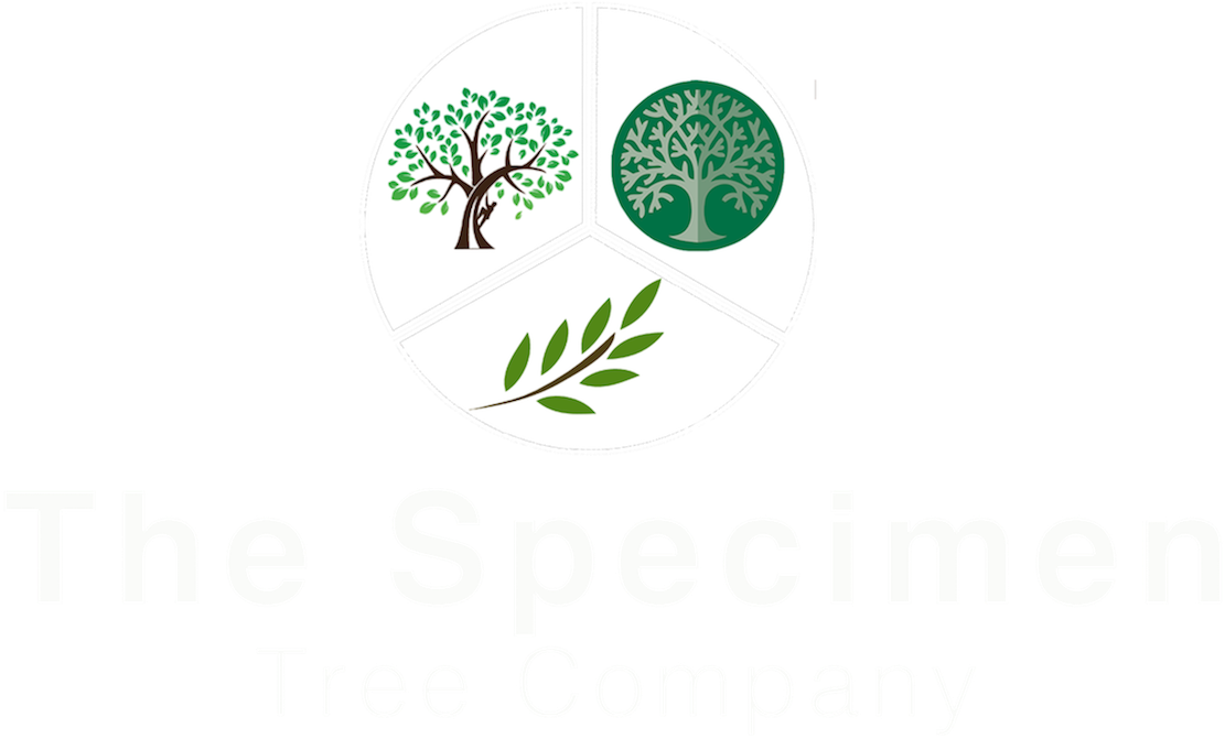 For All Your Tree Pruning And Tree Surgery Enquiries (1250x837), Png Download