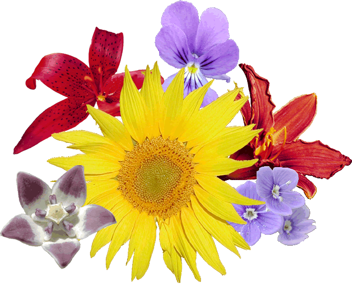 Bouquet Fleurs - Sunflower (708x575), Png Download