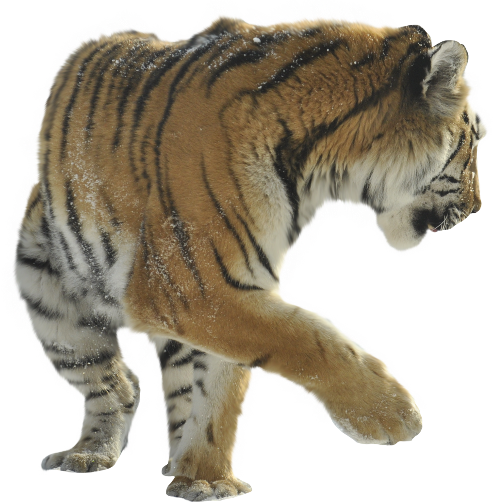 Siberian Tiger (1024x1049), Png Download